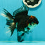 A Grade Tricolor Oranda Female 6 inches #111524OR_14