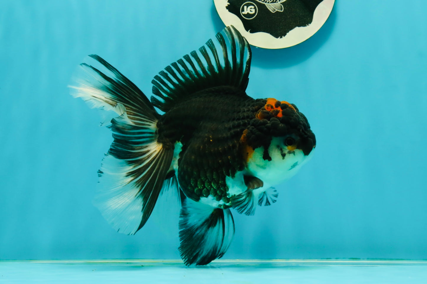 A Grade Tricolor Oranda Female 6 inches #111524OR_14