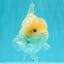 AAA Grade White Yuanbao Male 4.5-5 inches #072426YB_28