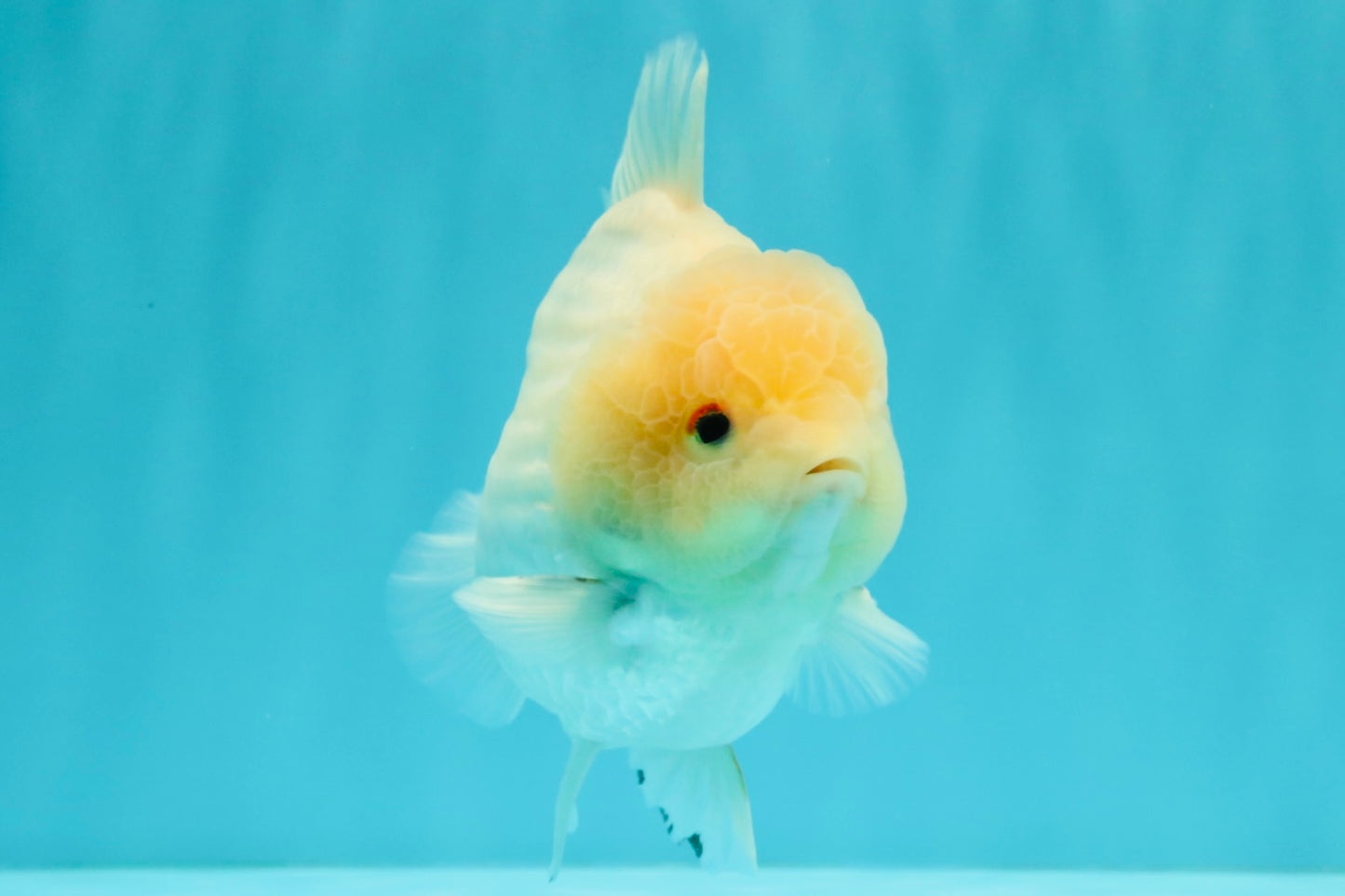 AAA Grade White Yuanbao Male 4.5-5 inches #072426YB_28