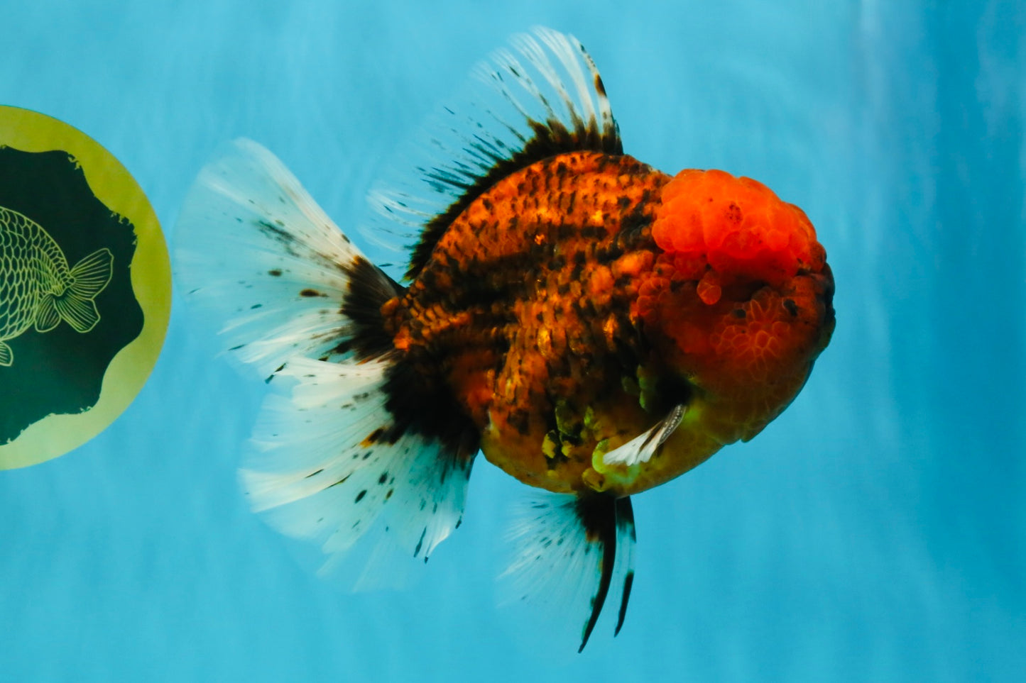 CHONKY AAA Grade Tiger Oranda Male 6.5 inches #022026OR_08