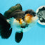 A Grade Bulldog Tricolor Oranda Female 5.5 inches #0614OR_21