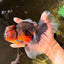 AAA Grade Dark Kirin Long Tail Oranda Male 6.5-7 inches #022726OR_09