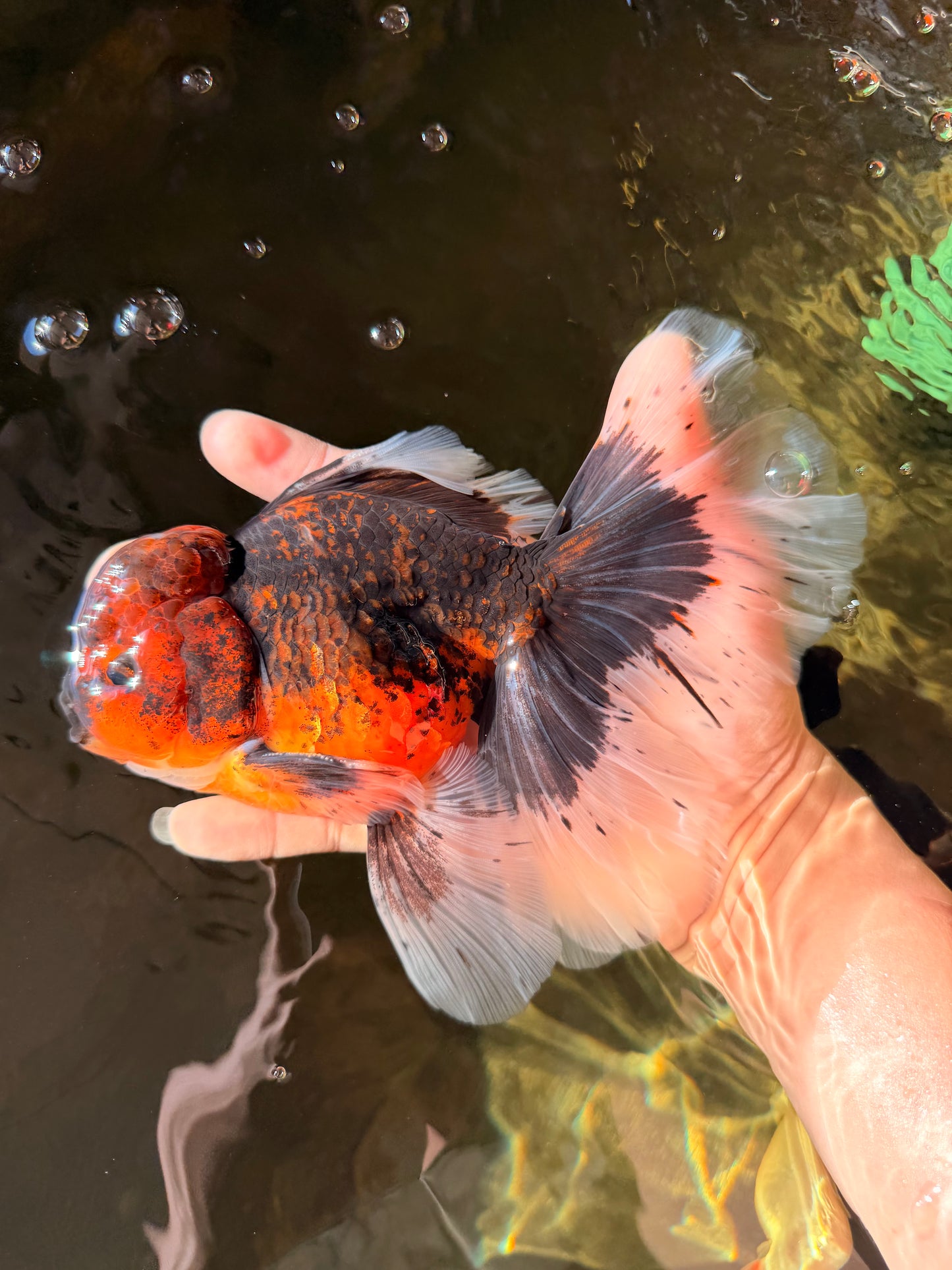 AAA Grade Dark Kirin Long Tail Oranda Male 6.5-7 inches #022726OR_09