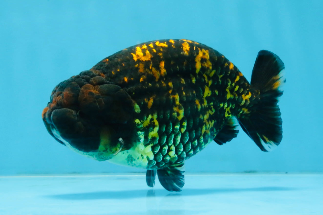 A Grade Tiger LionKing 4.5-5 inches #110725LC_17