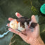 A Grade Royal Tricolor Oranda Male 5.5 inches #110124OR_20