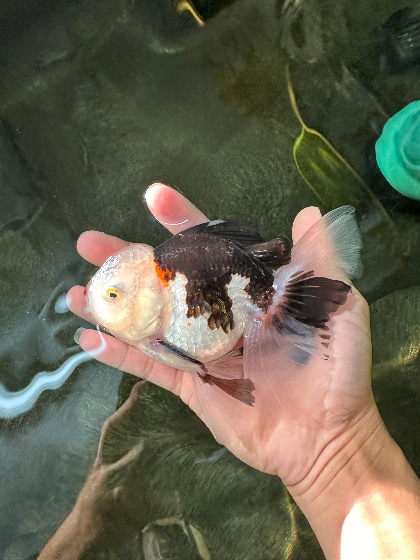 A Grade Royal Tricolor Oranda Male 5.5 inches #110124OR_20