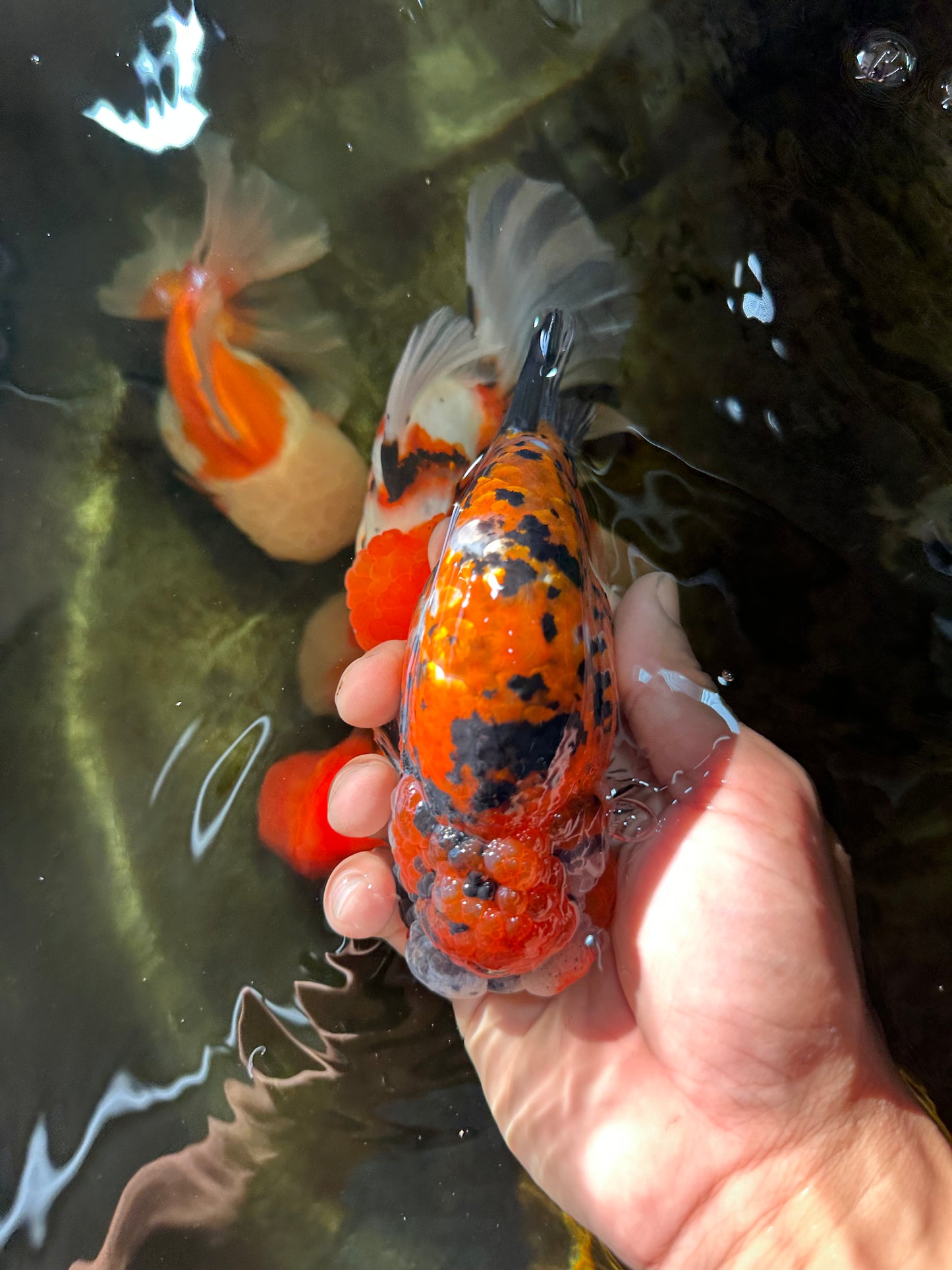 RARE AAA Grade Special Tricolor Tiger LionQueen 5.5 inches #082225LC_01