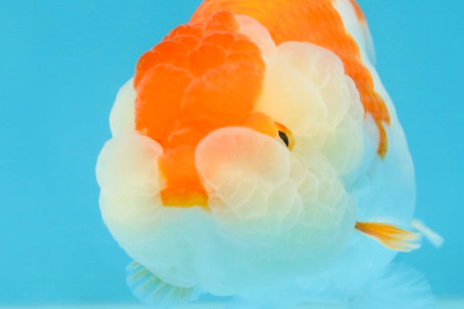 SUPER CUTE AAA Grade Red White LionQueen 4  inches #102425LC_14