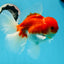 AAA Grade Cherry Sakura Oranda Male 6 inches #0927OR_02