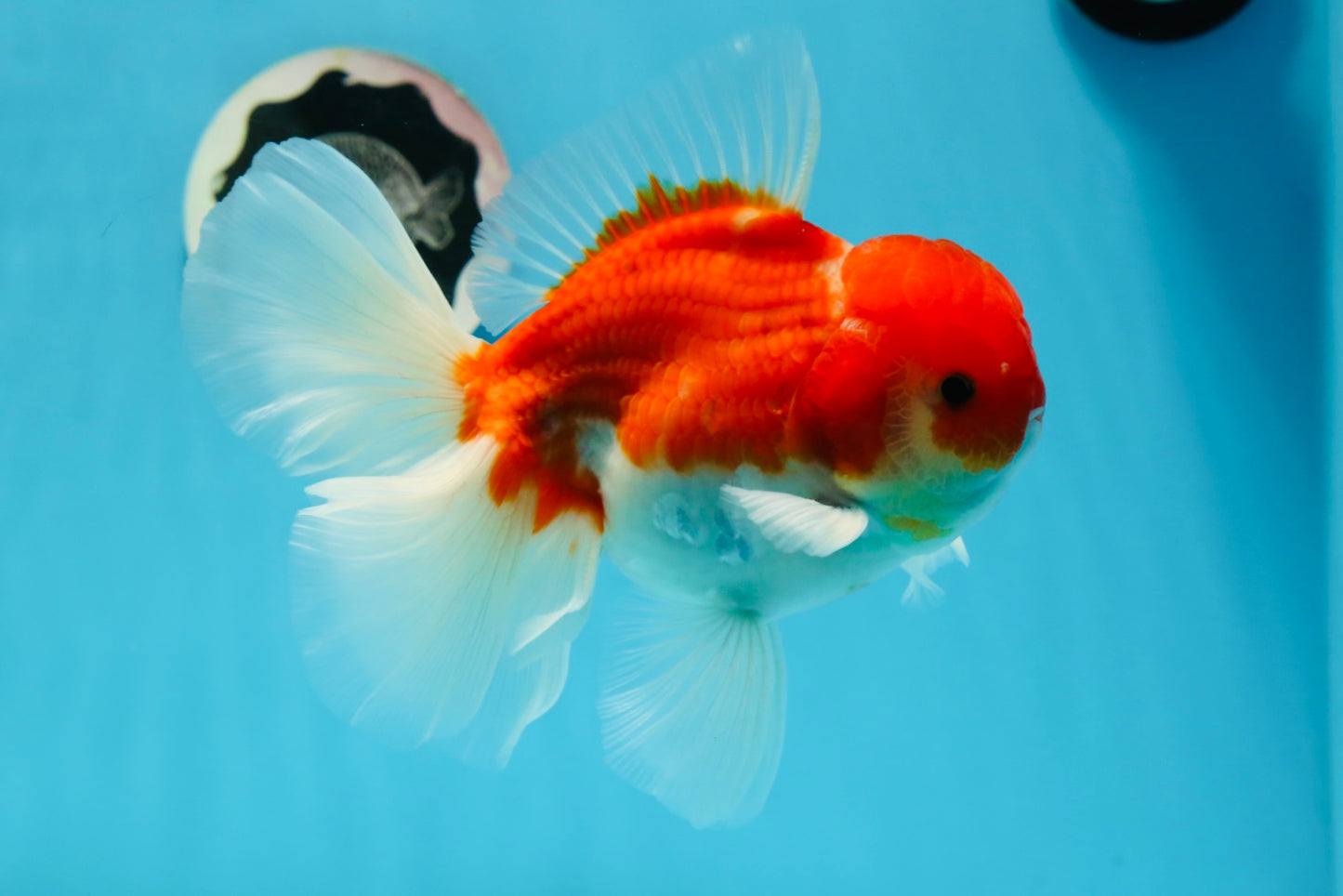 AAA Grade Cherry Sakura Oranda Male 6 inches #0927OR_02