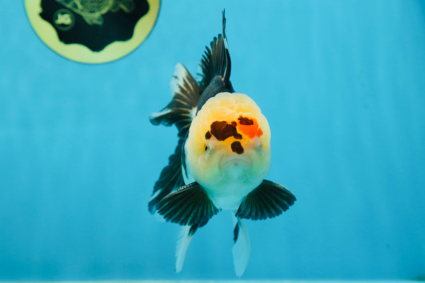 AAA Grade PUPPY Tricolor Oranda Male 5.5 inches #080125OR_24