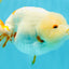 Sakura Chinese Ranchu Female 5.5 inches #022726RC_21