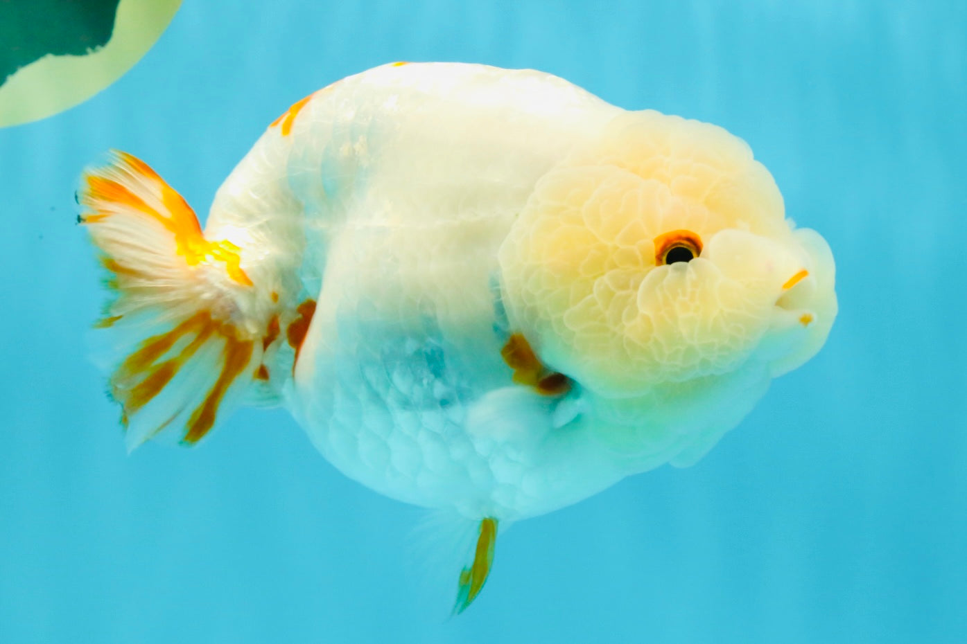 Sakura Chinese Ranchu Female 5.5 inches #022726RC_21