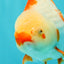 A Grade Kohaku Red White Oranda Male 6 inches #101626OR_11