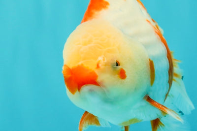A Grade Kohaku Red White Oranda Male 6 inches #101626OR_11