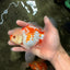 AAA Grade Red White Oranda Male 5.5 inches #062626OR_21