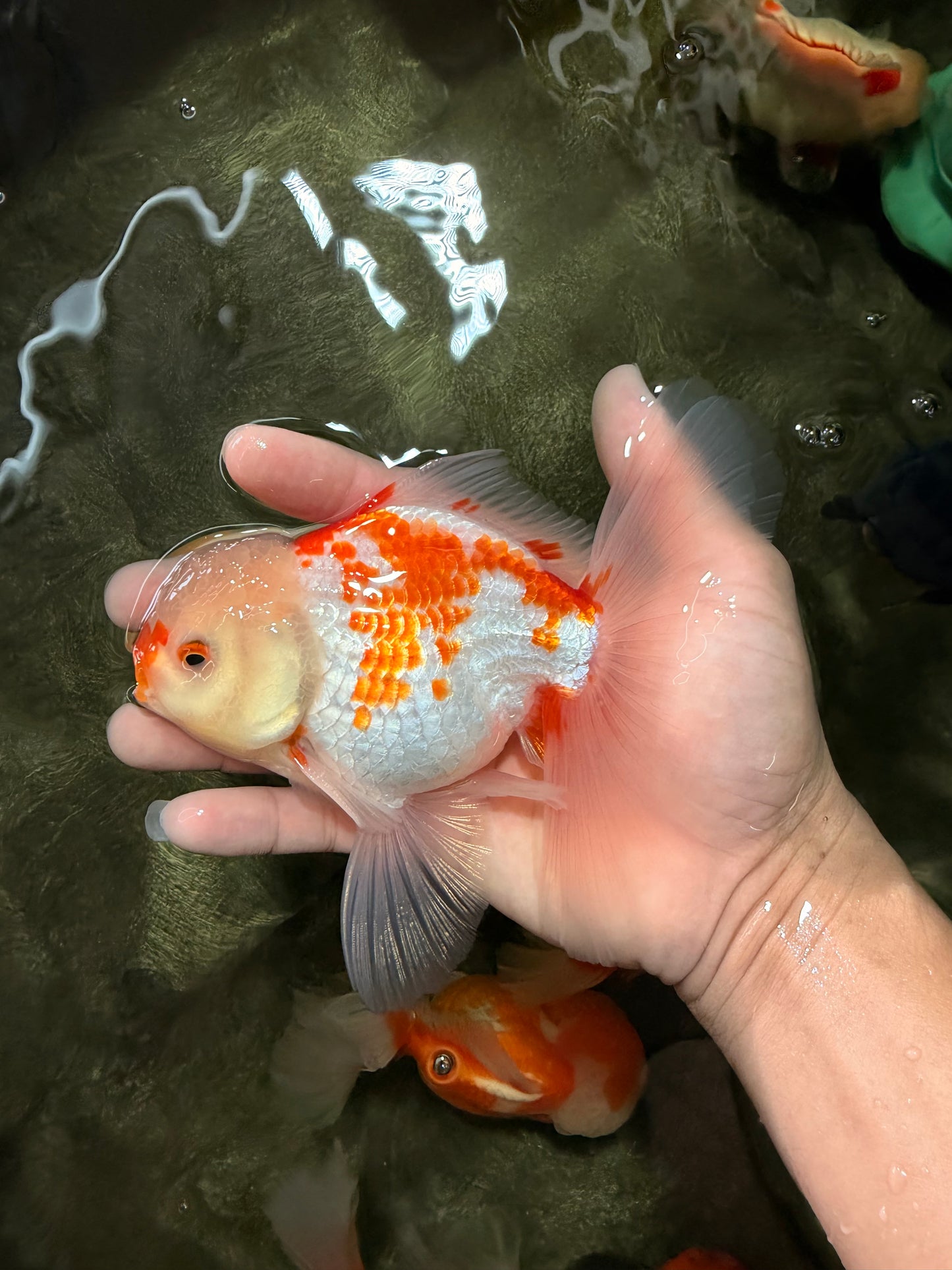 AAA Grade Red White Oranda Male 5.5 inches #062626OR_21