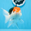 Red Head Tricolor Oranda Male 5.5 inches #0706OR_04