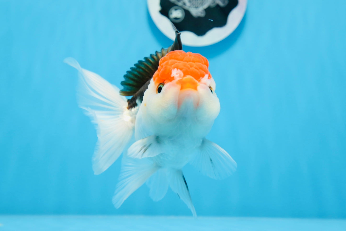 Oranda tricolor de cabeza roja, macho, 5,5 pulgadas, n.° 0706OR_04