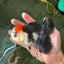 AAA Grade Special Button Eyes Tricolor Oranda Male 5 inches #110124OR_19