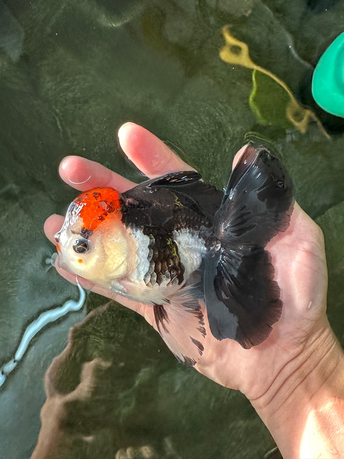 AAA Grade Special Button Eyes Tricolor Oranda Male 5 inches #110124OR_19