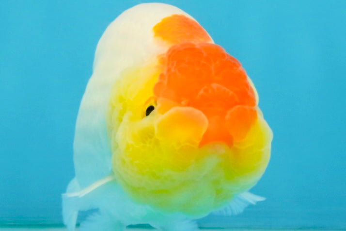 SUPER CUTE A Grade Red White LionQueen 4 inches #121225LC_08