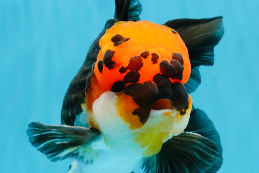 LAVA Tricolor Oranda Male 5 inches #040326OR_18
