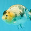 Chinese Milk Cow Ranchu Female 5.5-6 inches #031326RC_13
