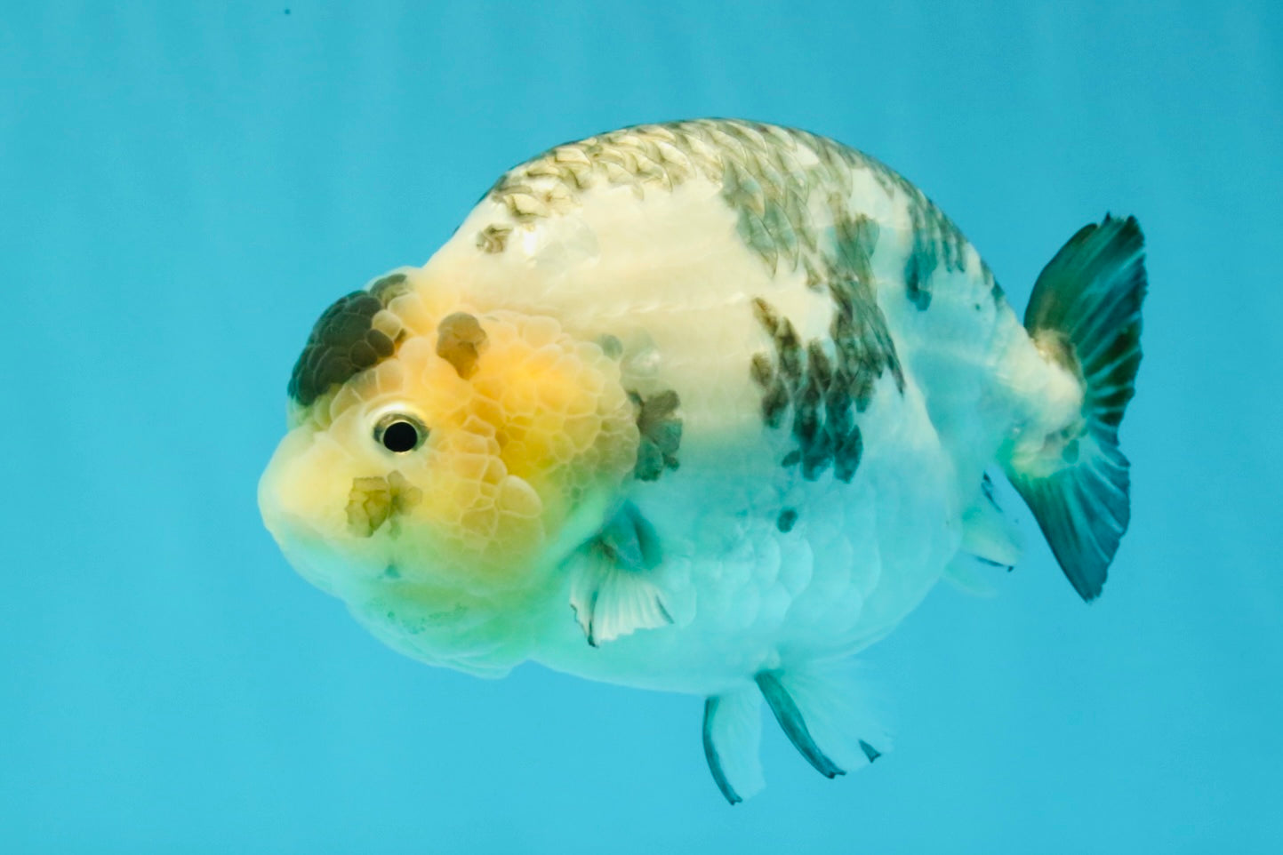 Chinese Milk Cow Ranchu Female 5.5-6 inches #031326RC_13