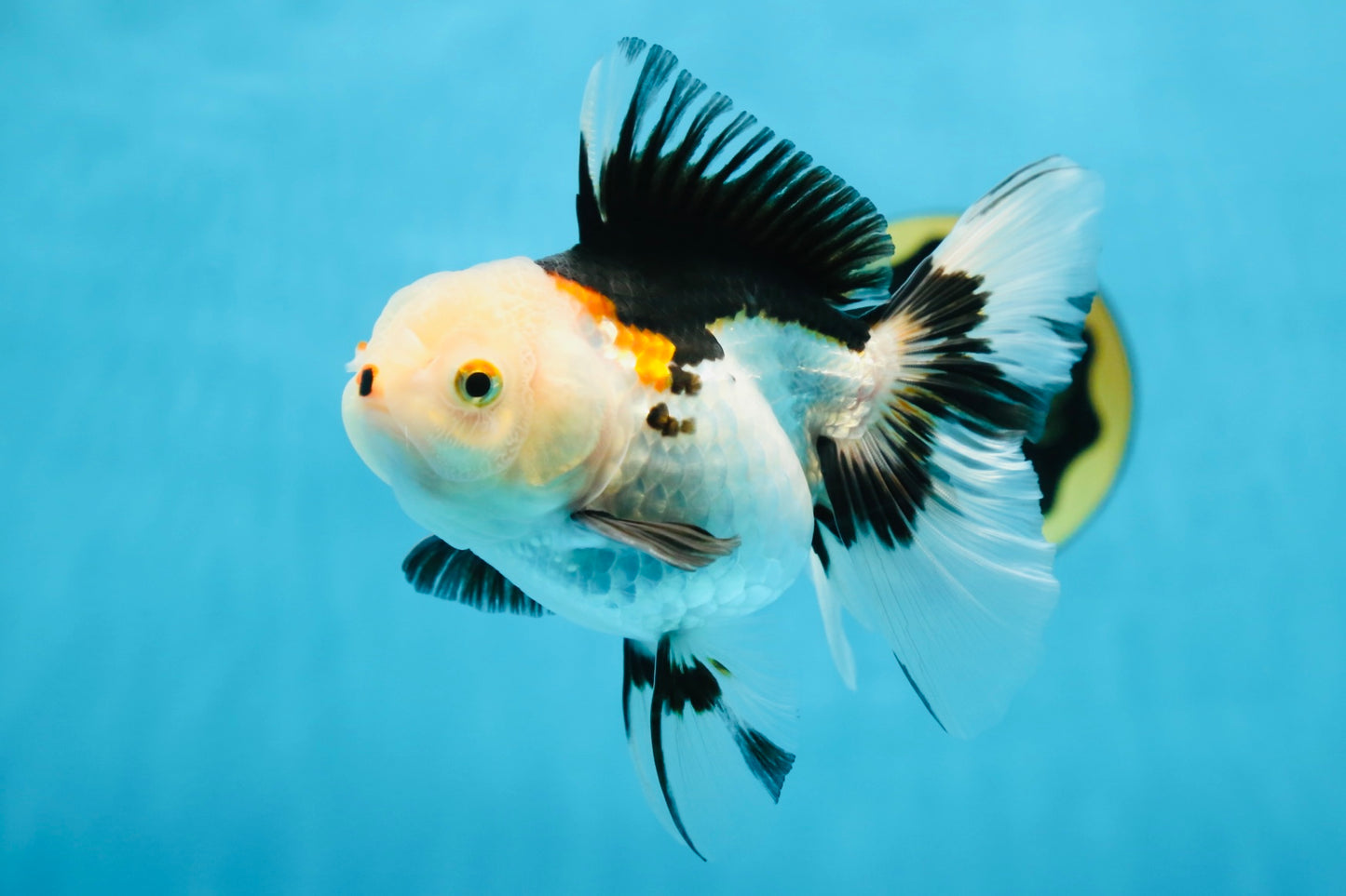 A Grade Tricolor Oranda Female 5-5.5 inches #081525OR_29