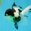 BATMAN Panda Oranda Female 5.5 inches #041026OR_09