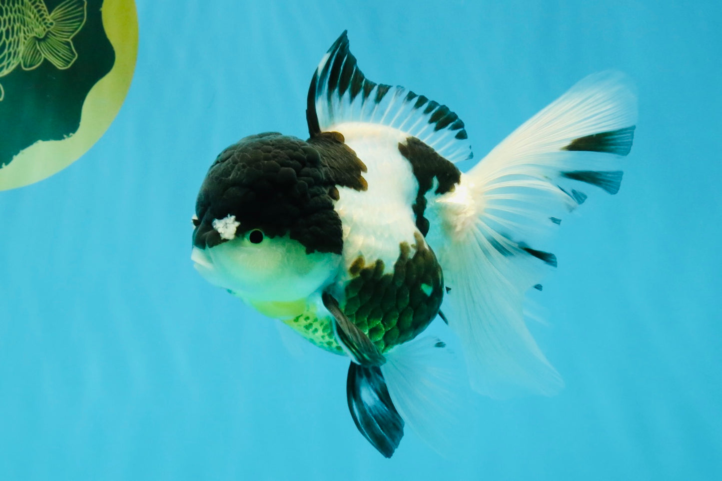 BATMAN Panda Oranda Female 5.5 inches #041026OR_09