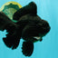 AAA Grade Super Godzilla Black Oranda Male 6.5-7 inches #061926OR_01