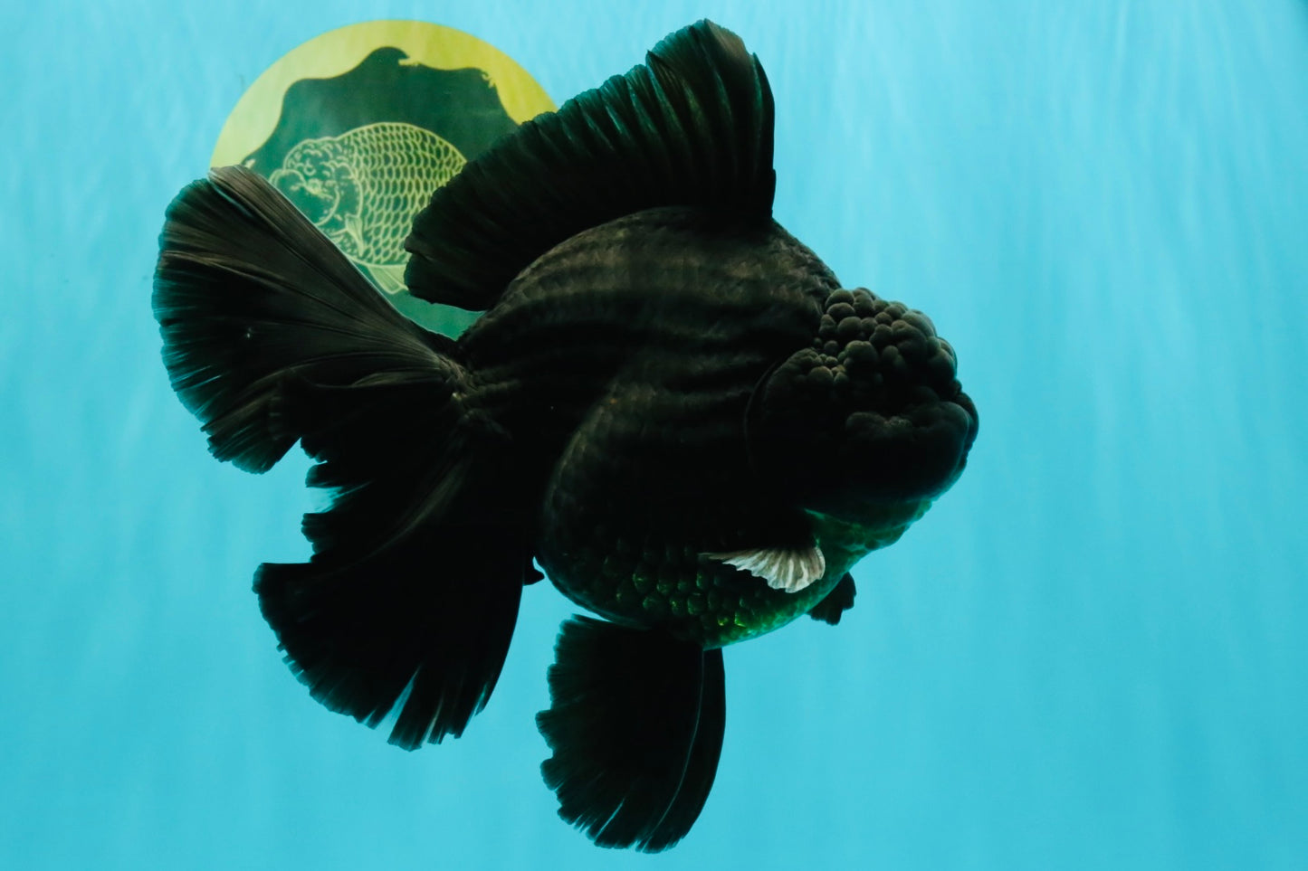 AAA Grade Super Godzilla Black Oranda Male 6.5-7 inches #061926OR_01