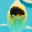 AAA Grade Panda Lemonhead Button Eyes Oranda Male 5.5 inches #110824OR_14