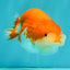 A Grade Red White LionQueen 4-4.5 inches #081426LC_18