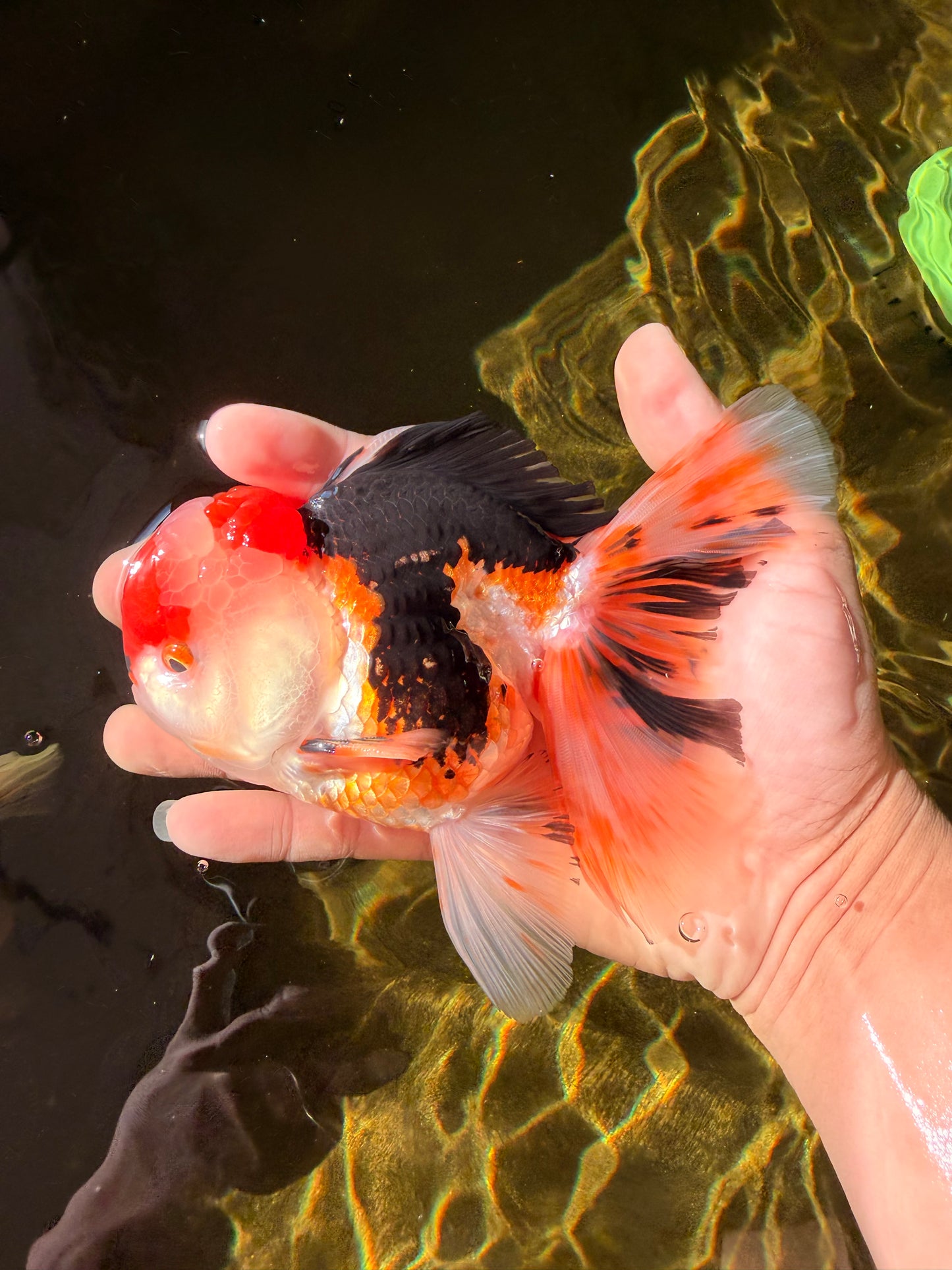 CHARLIE A Grade Tricolor Oranda Male 5.5 inches #032026OR_13