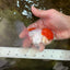 AAA Grade SUPER Red Cap Oranda Male 4.5 inches #051625OR_29