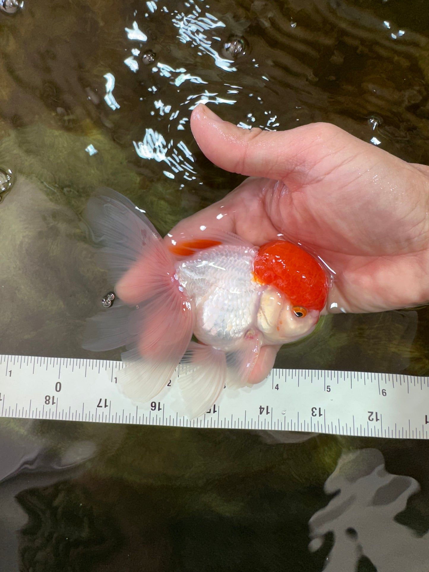 AAA Grade SUPER Red Cap Oranda Male 4.5 inches #051625OR_29