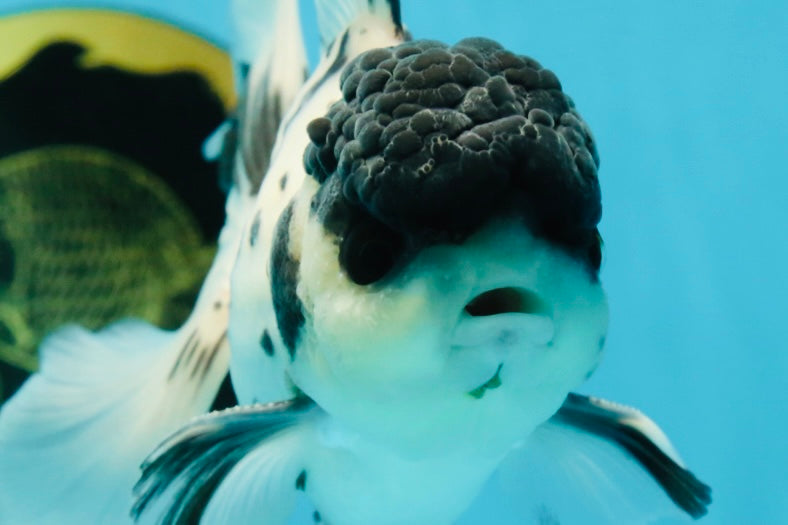 Super Panda Oranda Male 5 inches #042525OR_06