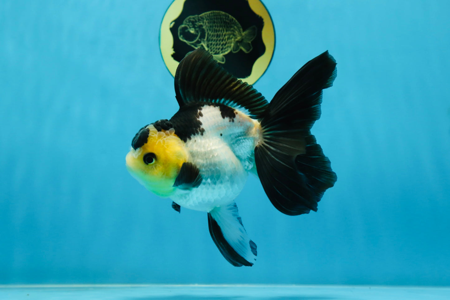 Panda Oranda Female 5-5.5 inches #080825OR_11