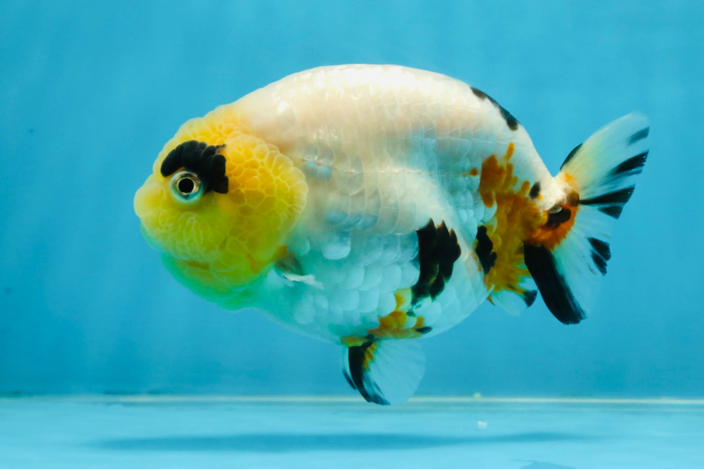 SPECIAL AAA Grade Chinese Cow Ranchu Female 5 inches #102425RC_06