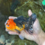 A Grade Apache Button Eyes Oranda Male 5-5.5 inches #080125OR_21