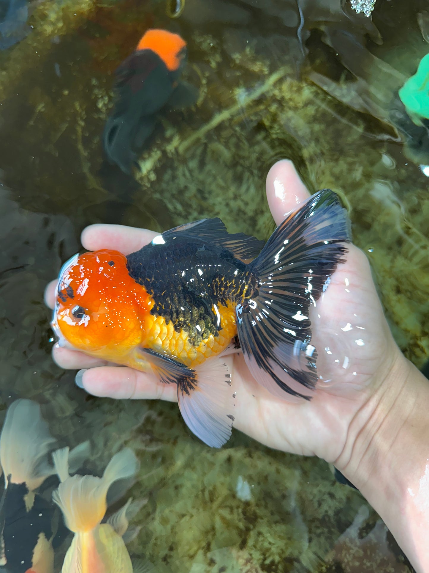A Grade Apache Button Eyes Oranda Male 5-5.5 inches #080125OR_21