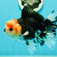 AAA Grade Pom-poms Tricolor Oranda Male 5.5 inches #102524OR_09