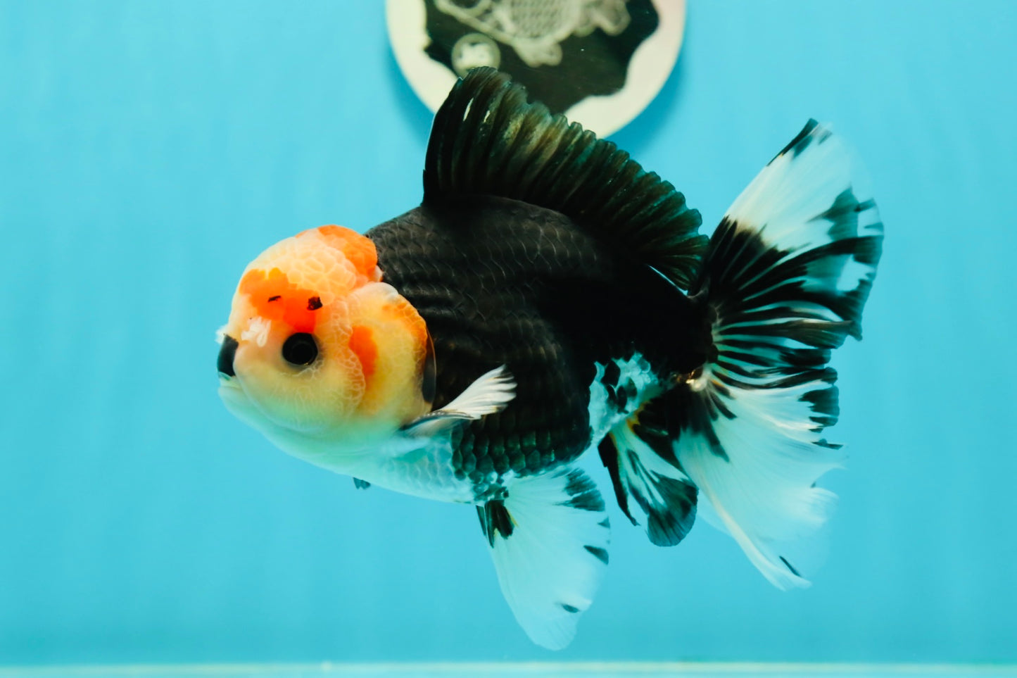 AAA Grade Pom-poms Tricolor Oranda Male 5.5 inches #102524OR_09