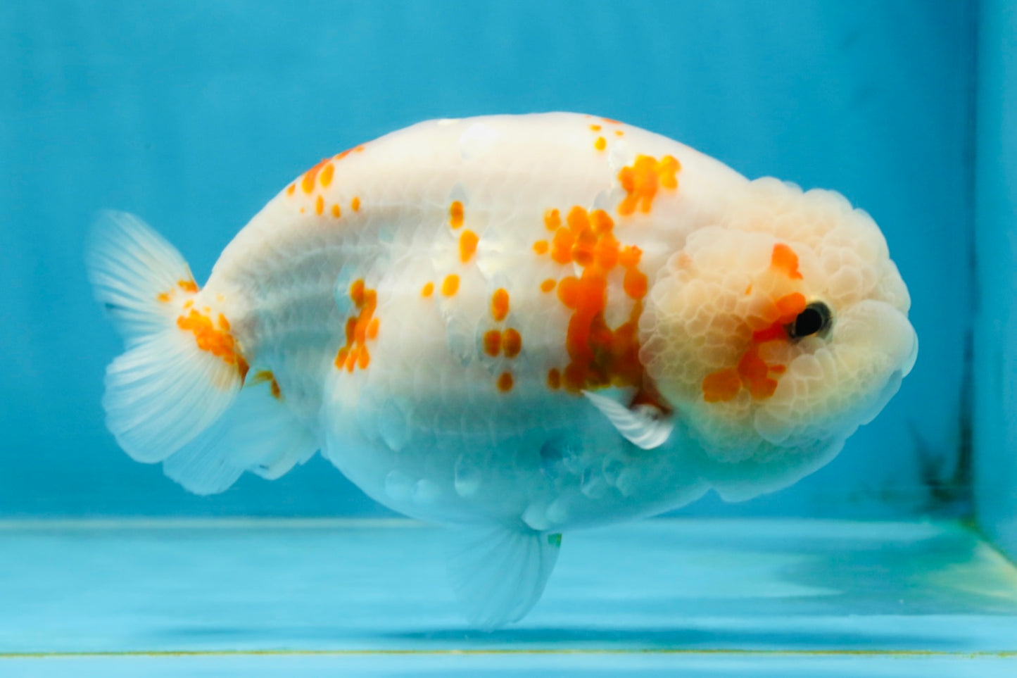 BEAUTY A Grade Kohaku Sakura LionQueen 5.5  inches #102425LC_08