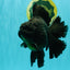 AAA Grade Super Godzilla Black Oranda Male 6.5-7 inches #061926OR_01