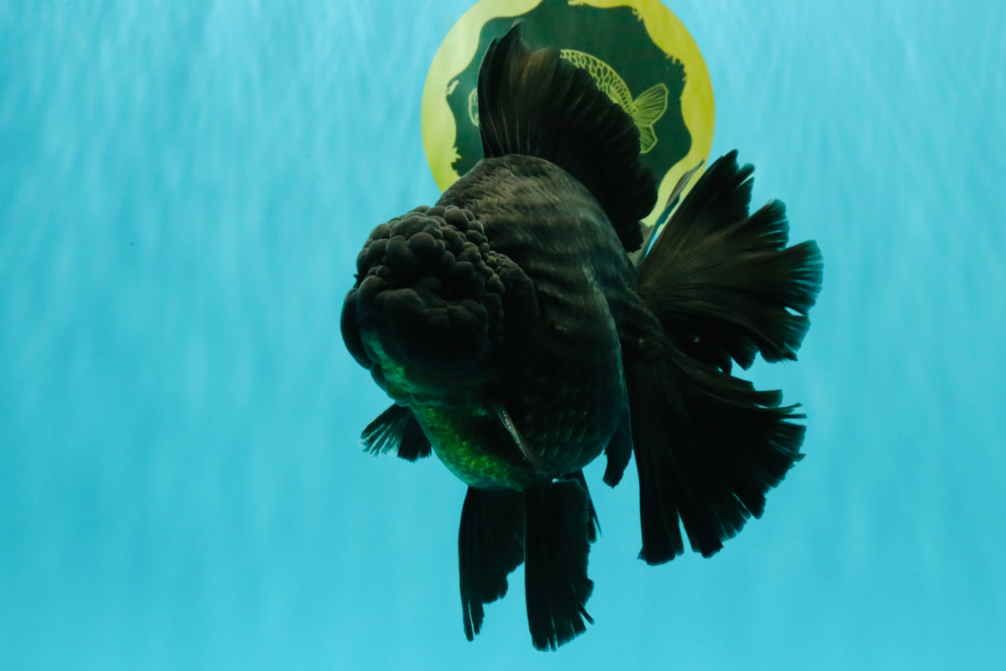 AAA Grade Super Godzilla Black Oranda Male 6.5-7 inches #061926OR_01